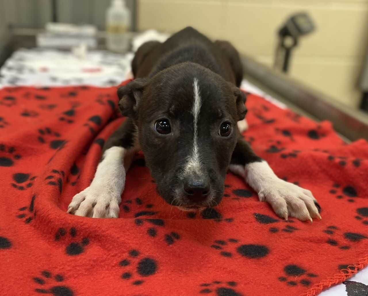 KATNISS - ID#A017030, rescue only